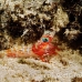 shrimp_hingebeak_nus_h_0705_png1782.jpg